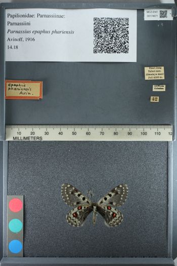 Media type: image;   Entomology 174671